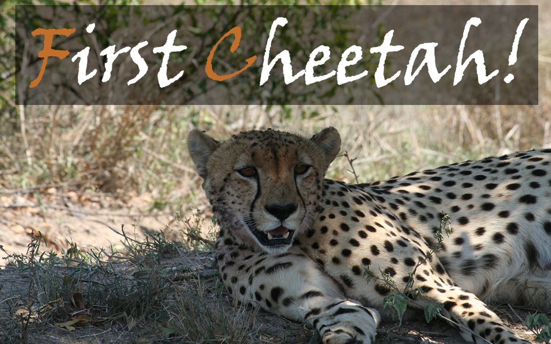 First Kruger Park Cheetah