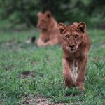 Hamiltons Tented Camp Lion