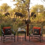 Hoyo Hoyo Safari Lodge Elephants