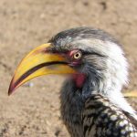 Hoyo Hoyo Safari Lodge Yellow-billed Hornbill
