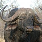Imbali Safari Lodge Animal Species