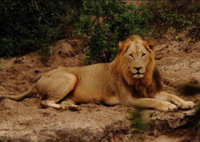 Imbali Safari Lodge Lion