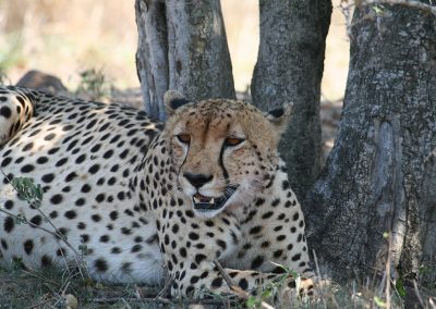 Cheetah Sighting