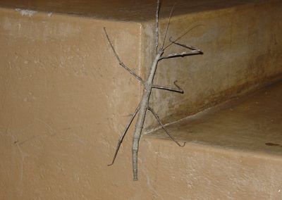 Giant Stick Insect In Skukuza