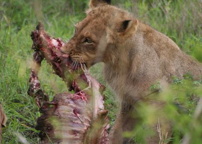 Kruger National Park Lion Kill