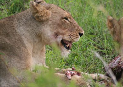 Kruger National Park Lion Kills