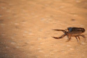 Kruger National Park Scorpions: Thick Tailed Scorpion