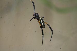 Kruger National Park Spiders: Golden Orb Web Spider