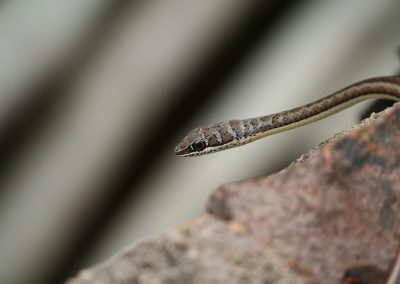 Western Striped-bellied Sand Snake