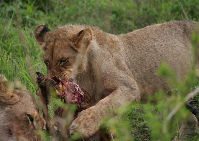 Young Lioness On The Kill