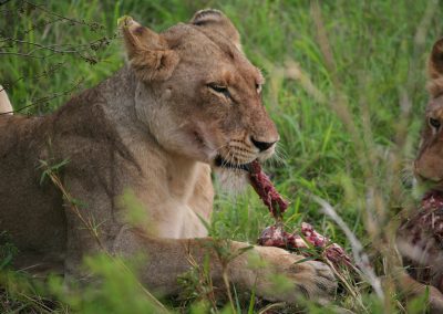 Lions Eating Impala