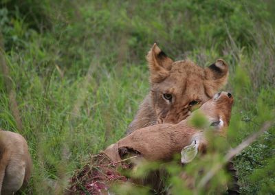 Lioness Eating Impala