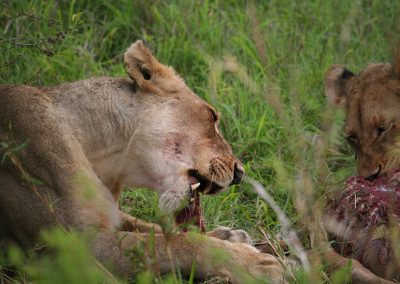 Two Lions On The Kill
