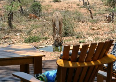 Kudu Drinking From Bird Pool