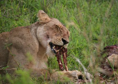 Lion Kill In The Kruger National Park