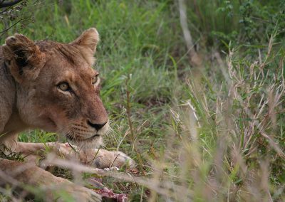 Lioness Feeding On The Kill