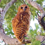 Pafuri Camp Pels Fishing Owl