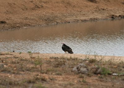 White-Headed Vulture on the S126
