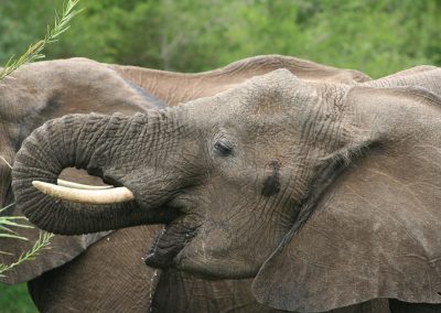 African Elephants Drinking At Lake Panic