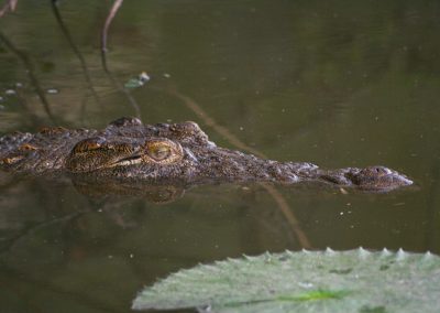 African Nile Crocodile At Lake Panic