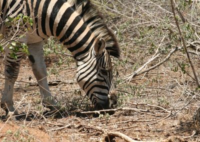 Burchells Zebra Grazing At Orpen