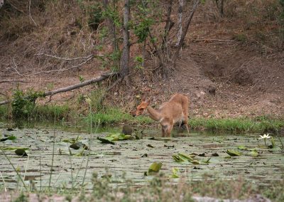 Bushbuck At Lake Panic Hide