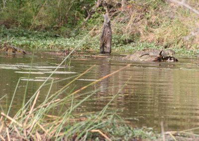 Crocodile With Bushbuck Kill At Lake Panic Hide