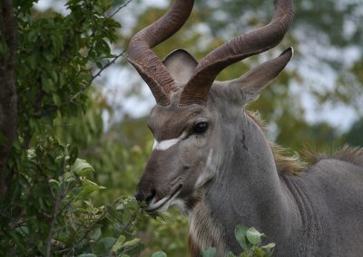 Kudu Browsing Close To Tshokwane