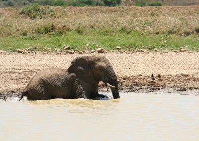 Kumana Dam: Swimming Elephant