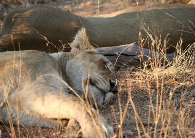 Lioness At Balule