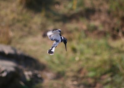 Pied Kingfisher Hovering At Lake Panic Hide