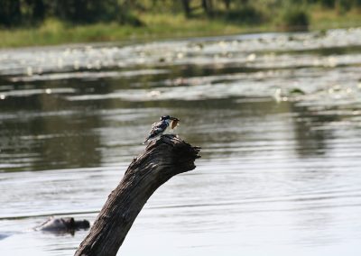 Pied-Kingfisher-With-Tilapia-At-Lake-Panic