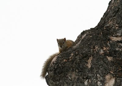 Southern Tree Squirrel
