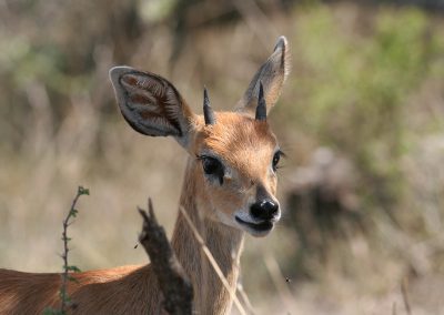 Steenbok Male