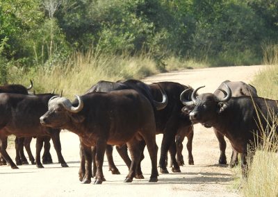 African Buffalo On The S3