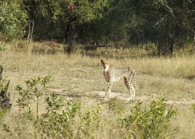African Cheetah Female On The H3