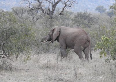 African Elephant Berg-en Dal Sunset Drive