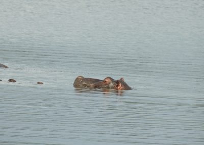 African Hippo At Sunset Dam