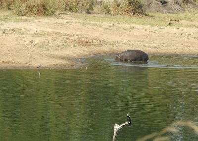 African Hippopotamus Playing With Terrapin At Mestel Dam