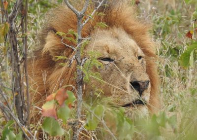 African Male Lion Close Up Near Afsaal