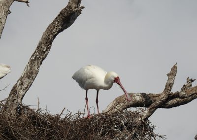 African Spoonbills in Tree At Sunset Dam