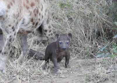 Baby Spotted Hyaena On The S110