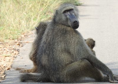 Chacma Baboon Male Sitting On The Road