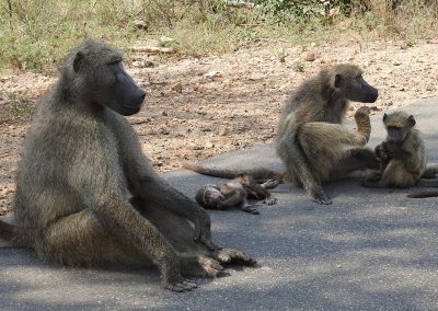 Chacma Baboon Troop Family On The H4-2