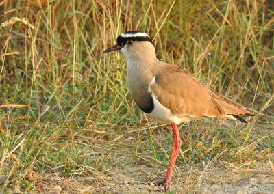 Crowned Lapwing On The H3