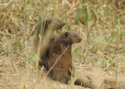 Dwarf Mongoose On The Lookout
