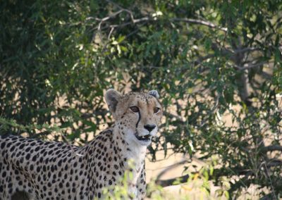 Female Cheetah On The Lookout