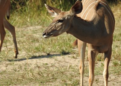 Greater Kudu Female At Lake Panic Bird Hide