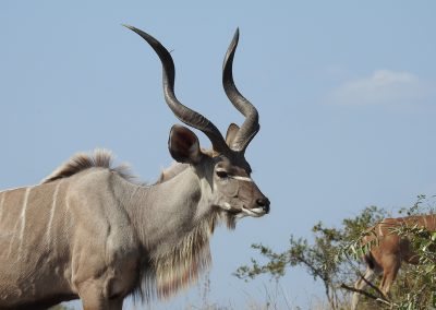 Greater Kudu On The S3