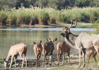 Herd Of Greater Kudu At Lake Panic Bird Hide